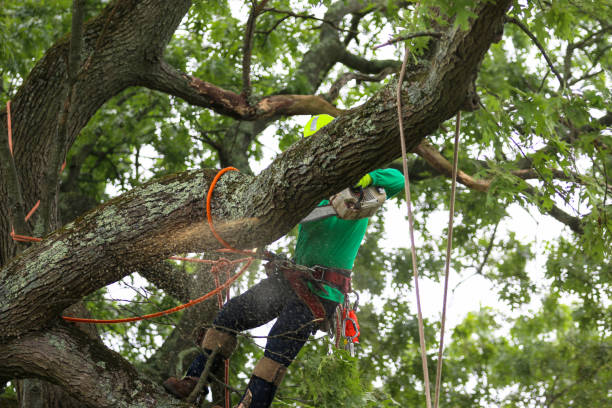 Best Stump Grinding and Removal  in Lewisburg, KY